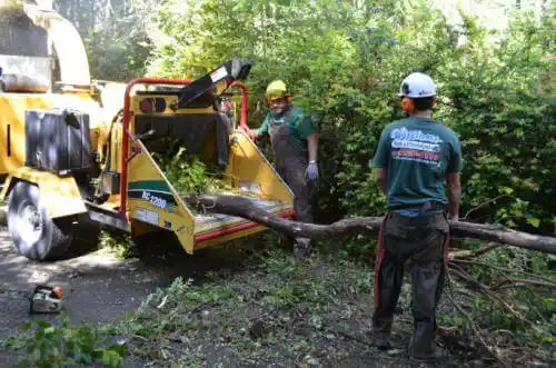 tree services Cape Coral